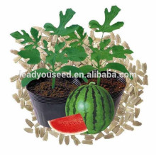 NRT01 Zhenmu hybrid roots seeds for sale